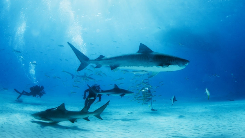 Древние акулы пережили массовое вымирание. Ученые не знают, в чем причина
