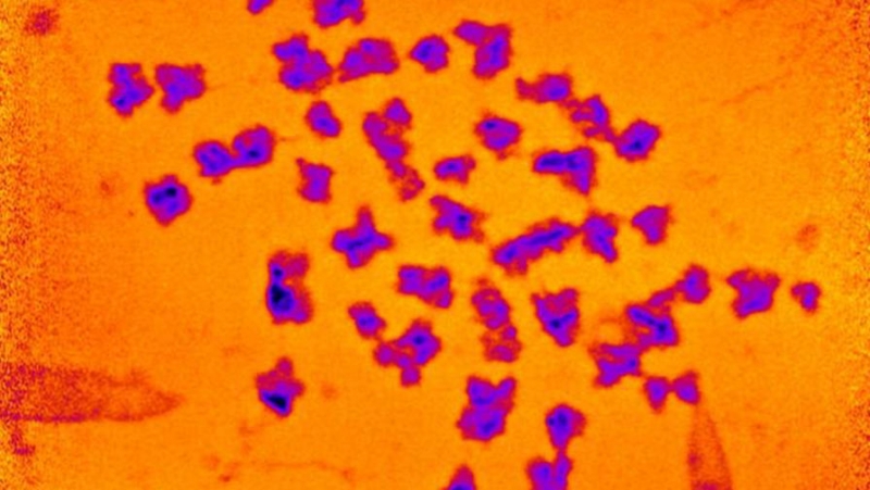 «Необъяснимая масса»: ученые впервые взвесили хромосому